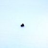 Mossberg 395T Ejector Screw